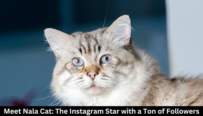 meet nala cat: the instagram star with a ton of fo - tymoff